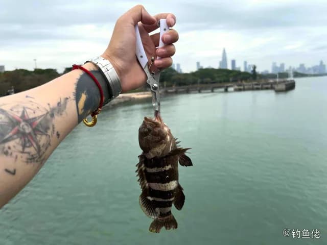 青石斑鱼钓获 深圳市 4kg