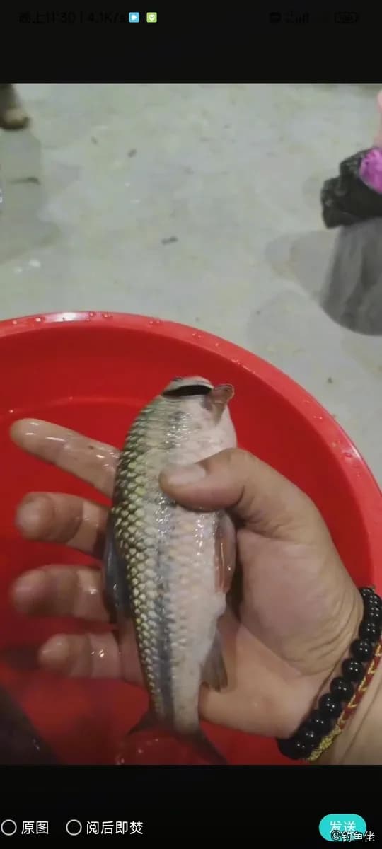 青石斑鱼钓获 宜春市 0.4kg