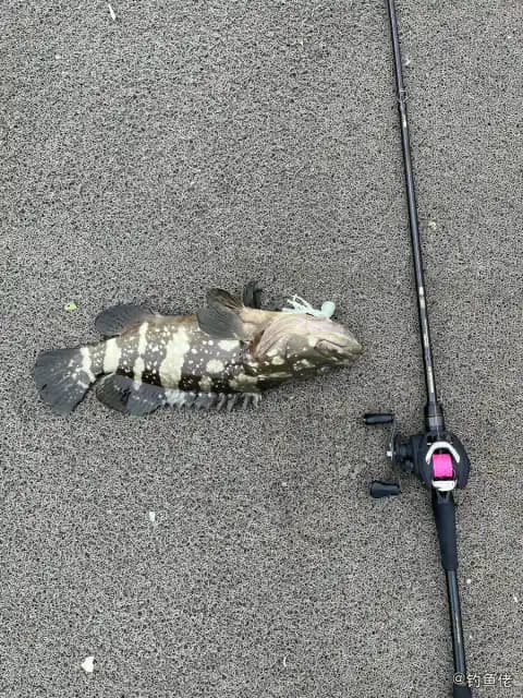 青石斑鱼钓获 厦门市 1kg