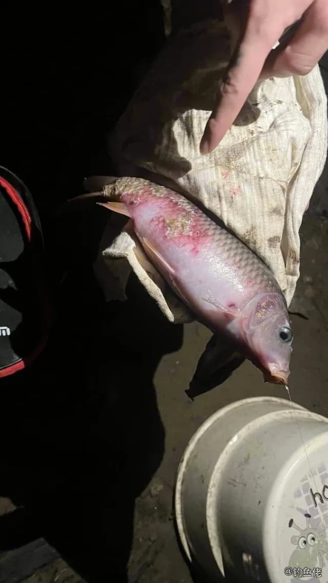 日本绯鲤钓获 柳州市 1.2kg