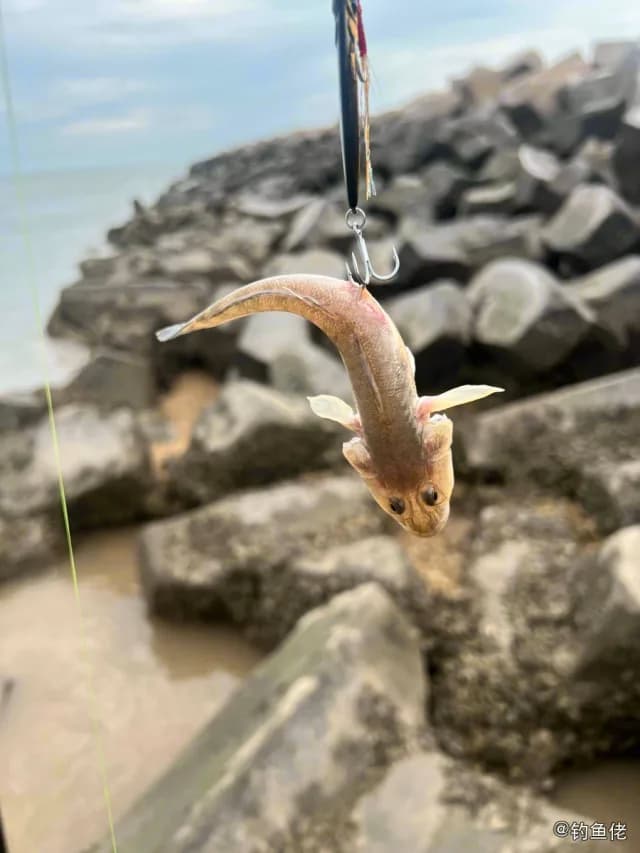 日本红鲬钓获 沧州市 0.1kg