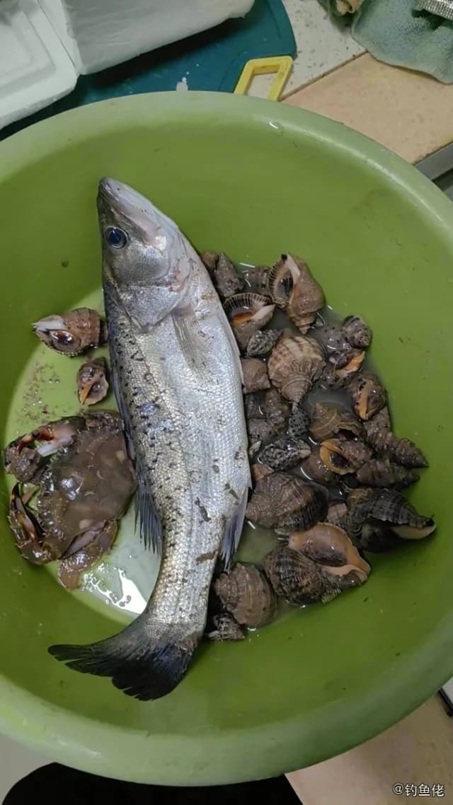 日本花鲈钓获 温州市 0.8kg