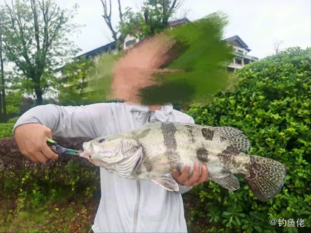 日本花鲈钓获 武汉市 4.1kg