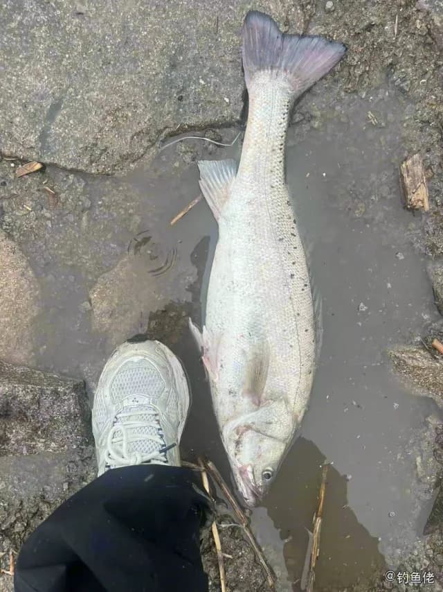 日本花鲈钓获 温州市 2kg