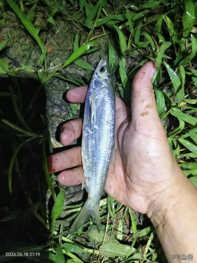 日本鲭钓获 佛山市 0.16kg