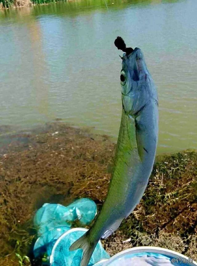 日本鲭钓获 衡水市 0.06kg