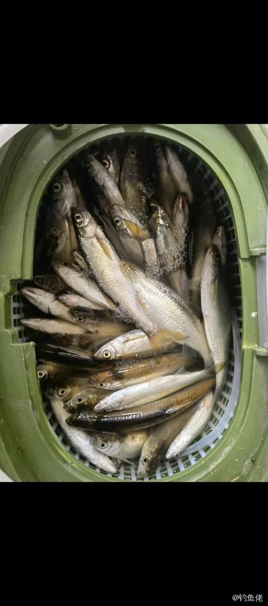 日本鲭钓获 合肥市 0.16kg