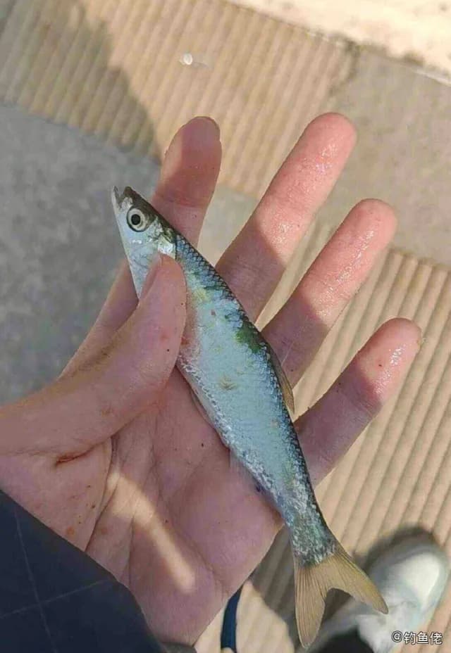 日本鲭钓获 衡水市 0.03kg