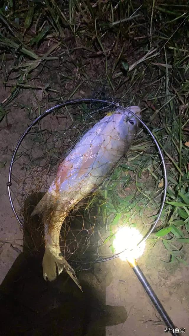 日本松球鱼钓获 广州市 0.1kg