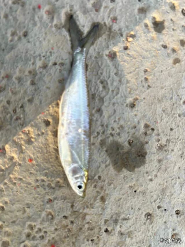 日本鳀钓获 钦州市 0.03kg