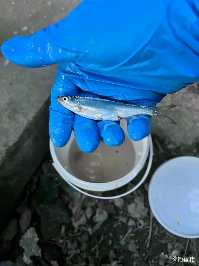 日本鳀钓获 上海市 0.02kg