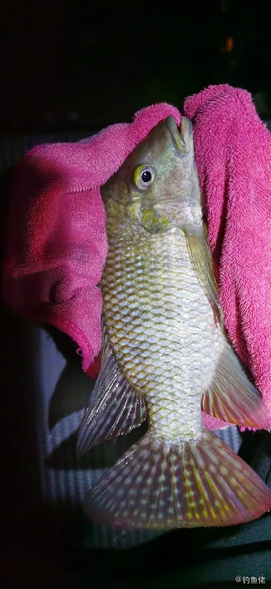三斑丽体鱼钓获 江门市 0.3kg