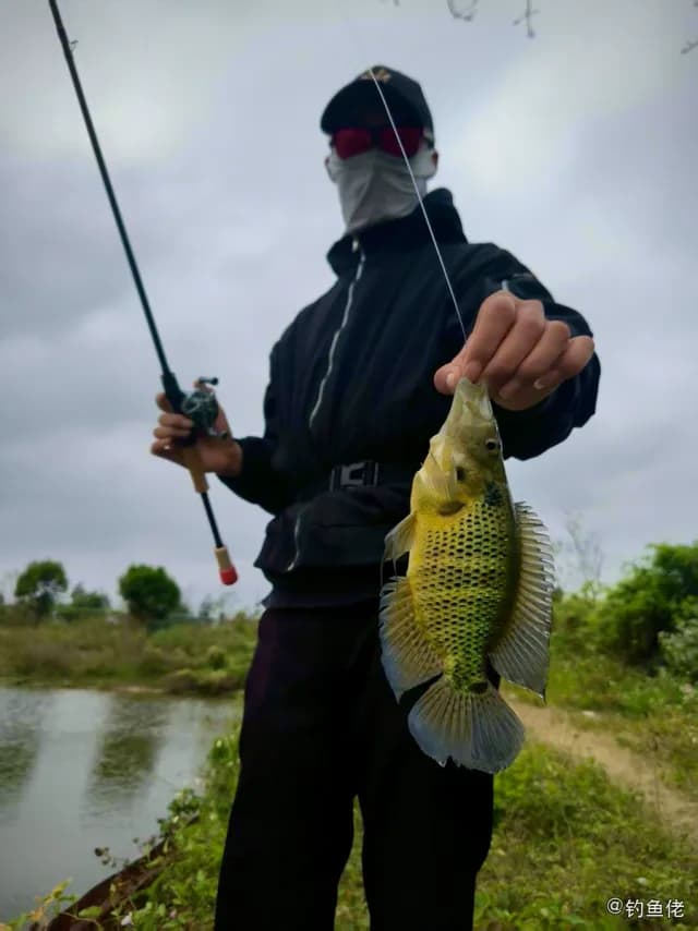 三斑丽体鱼钓获 海口市 0.3kg