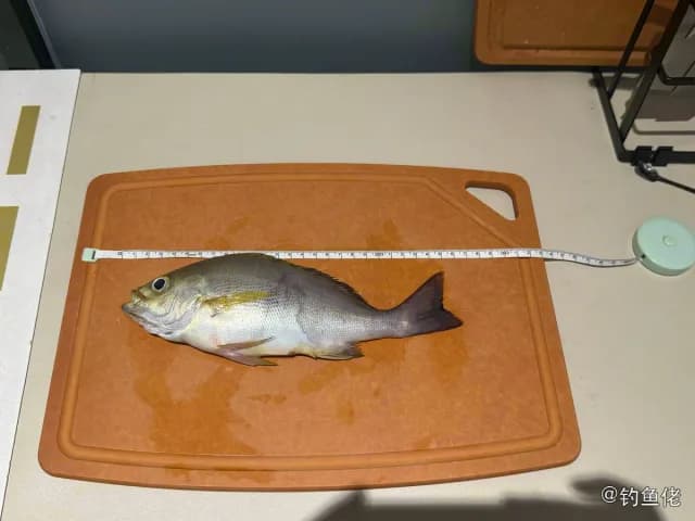 三线矶鲈钓获 深圳市 0.24kg