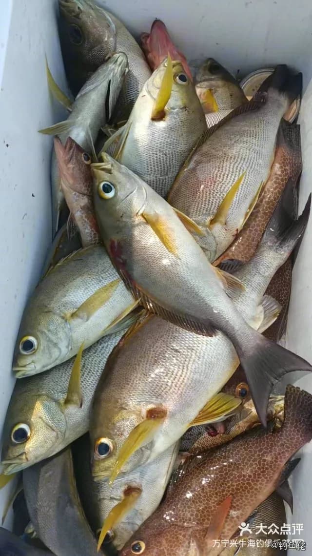 三线矶鲈钓获 葫芦岛市 0.24kg