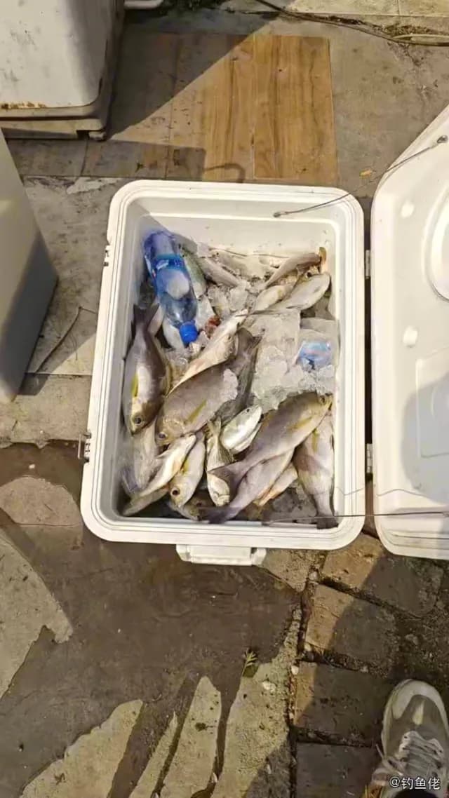 三线矶鲈钓获 中华人民共和国 0.5kg
