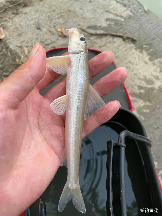 蛇鮈钓获 上海市 0.04kg