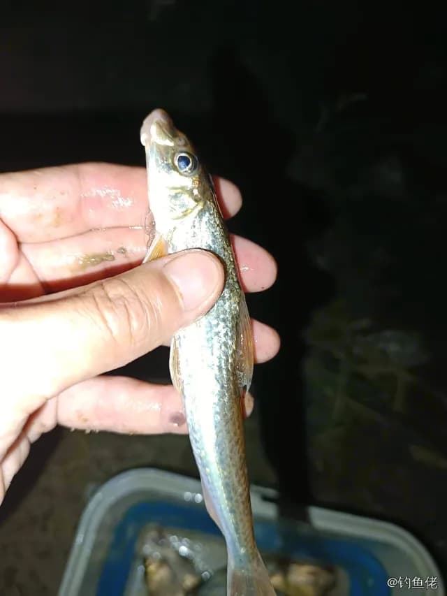 蛇鮈钓获 衡水市 0.01kg