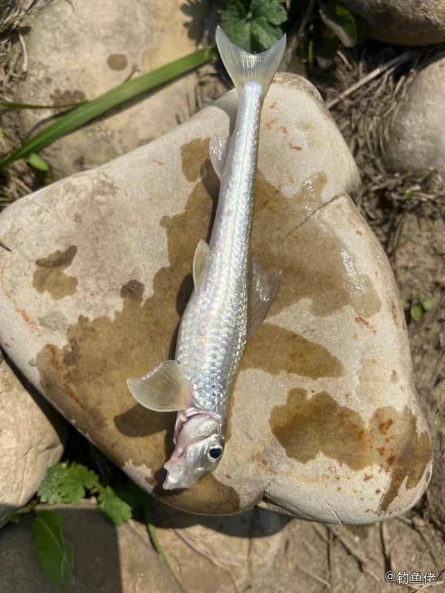 蛇鮈钓获 常德市 0.04kg