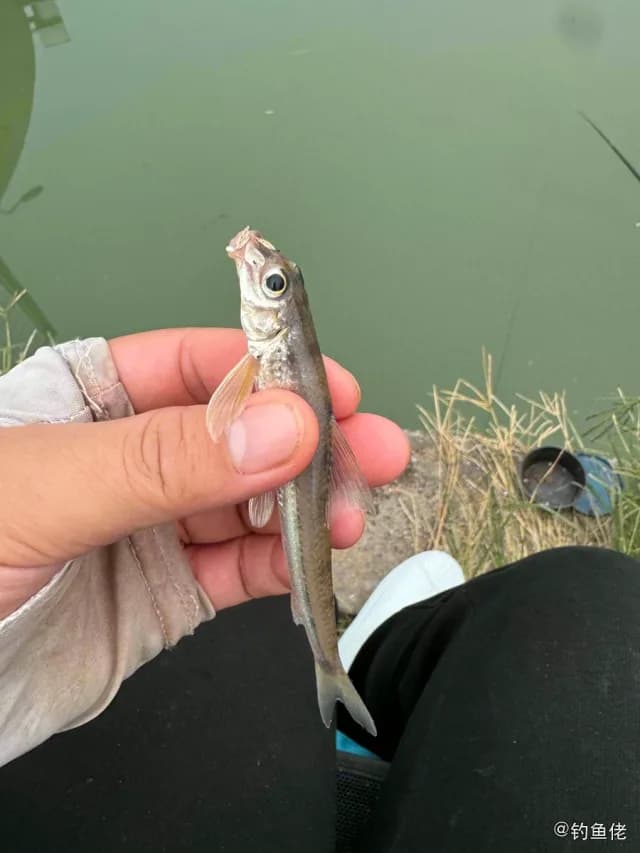 蛇鮈钓获 上海市 0.03kg