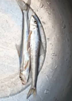 蛇鮈钓获 上饶市 0.3kg