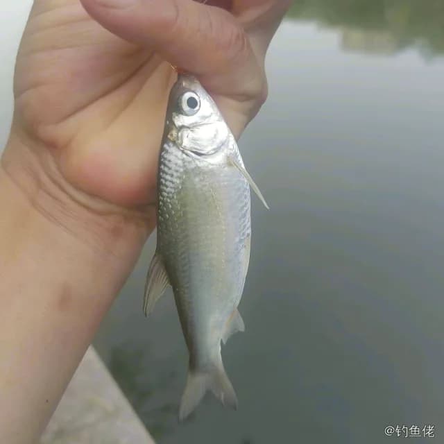 似鳊钓获 天津市