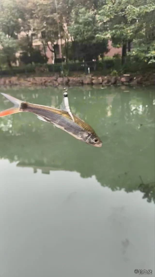 似鳊钓获 嘉兴市 0.01kg