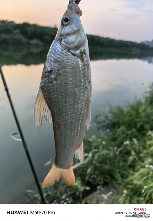似刺鳊鮈钓获 合肥市 0.2kg