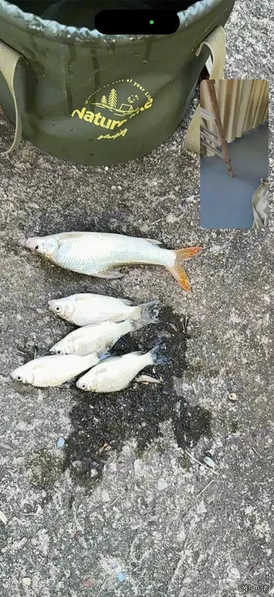 似刺鳊鮈钓获 南昌市 0.05kg