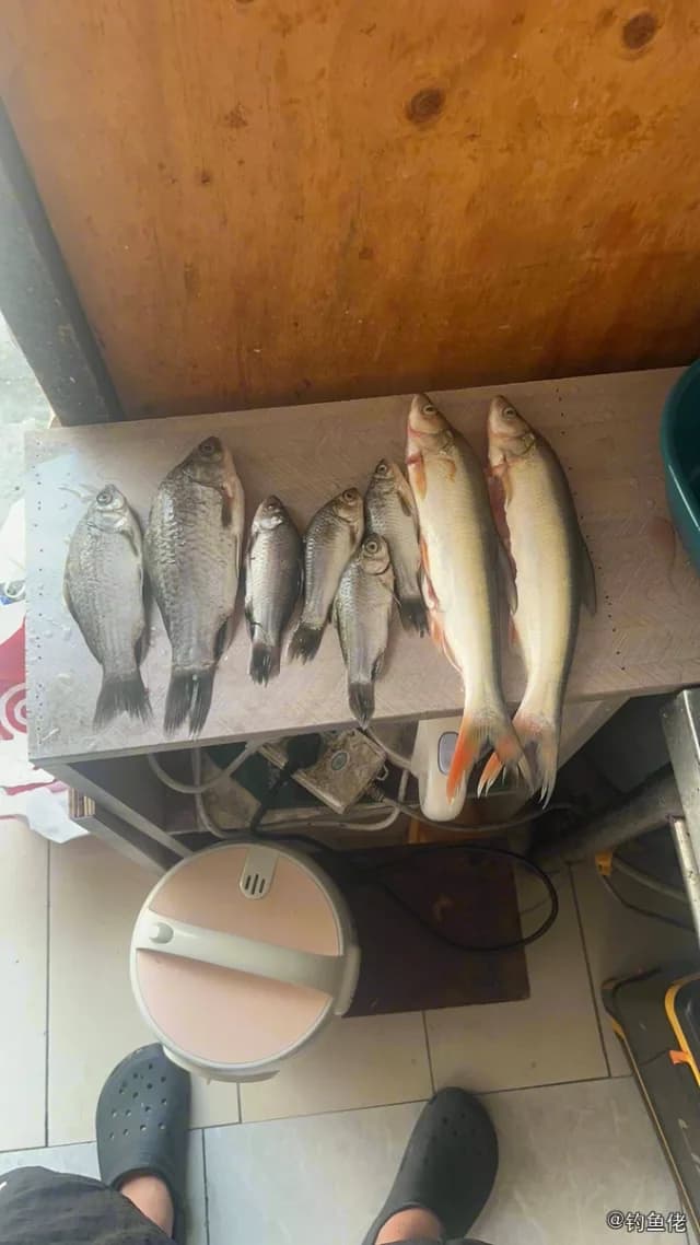 似刺鳊鮈钓获 苏州市 0.2kg