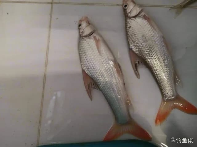 似刺鳊鮈钓获 武汉市 0.4kg