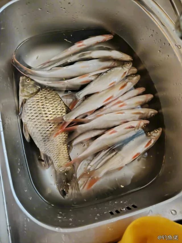 似刺鳊鮈钓获 宣城市 0.3kg