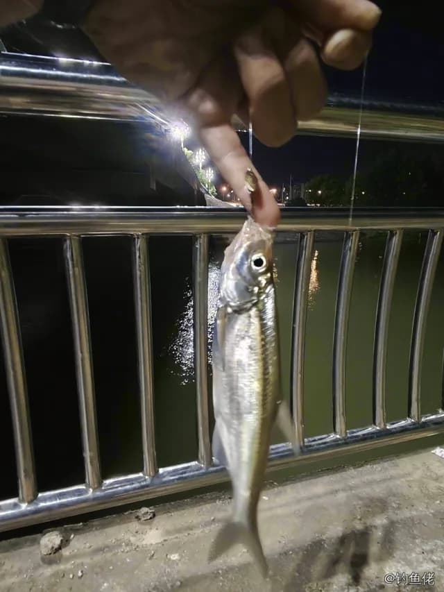 似鱎钓获 绍兴市 0.15kg