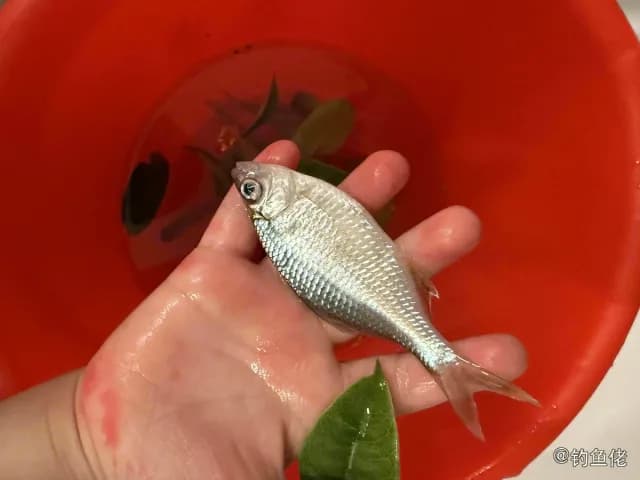 施氏高体鲃钓获 徐州市 4kg