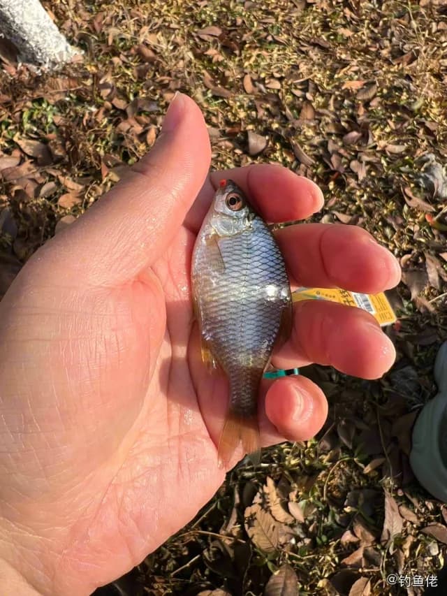 施氏高体鲃钓获 上海市 0.05kg