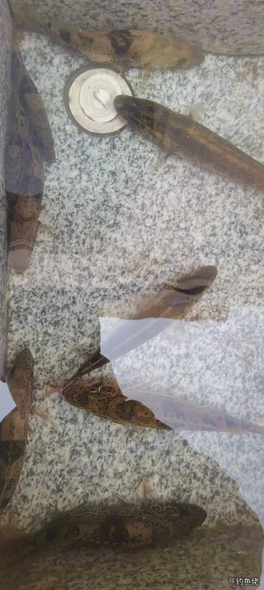食蟹豆齿鳗钓获 金华市 0.5kg