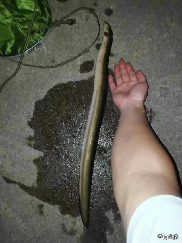 食蟹豆齿鳗钓获 宁波市 0.8kg