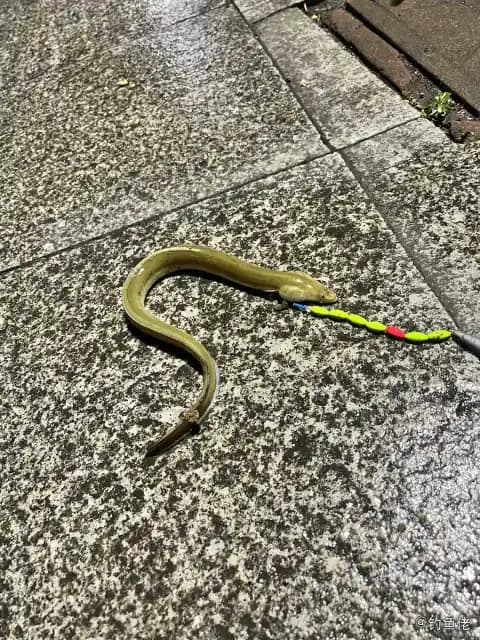 食蟹豆齿鳗钓获 广州市 0.5kg