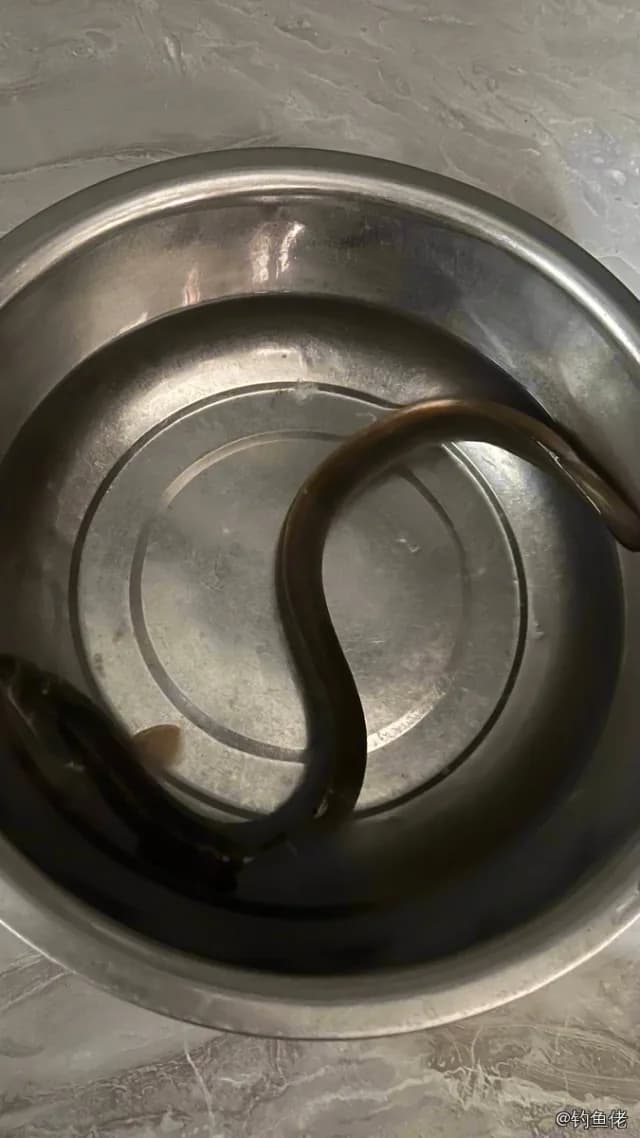 食蟹豆齿鳗钓获 泉州市 0.5kg