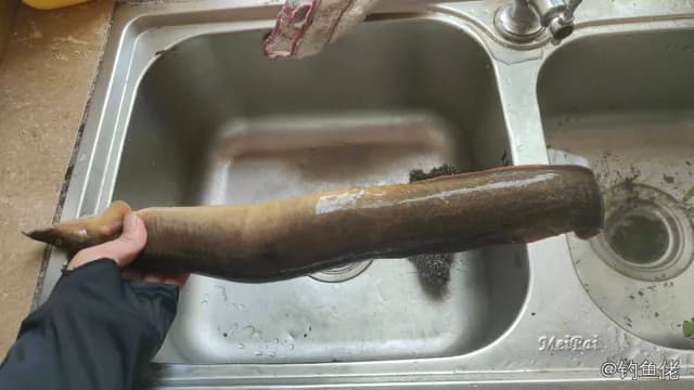 鼠鱚钓获 玉林市 1.6kg