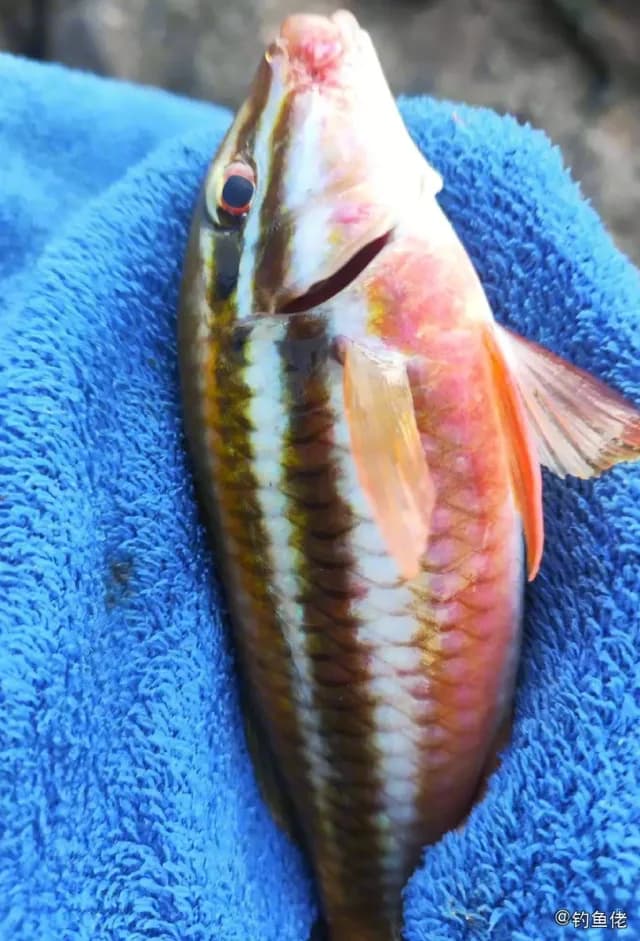 双带副绯鲤钓获 衡水市 1kg