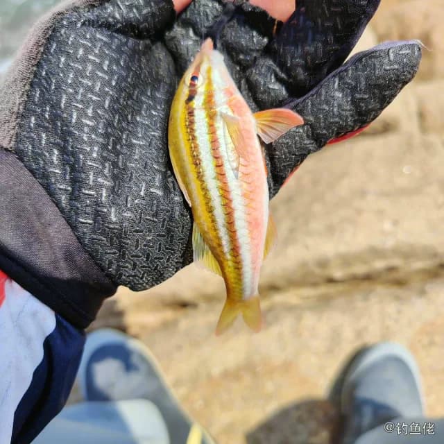 双带副绯鲤钓获 汕尾市 0.1kg