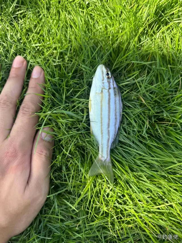 四带牙鯻钓获 厦门市 0.1kg