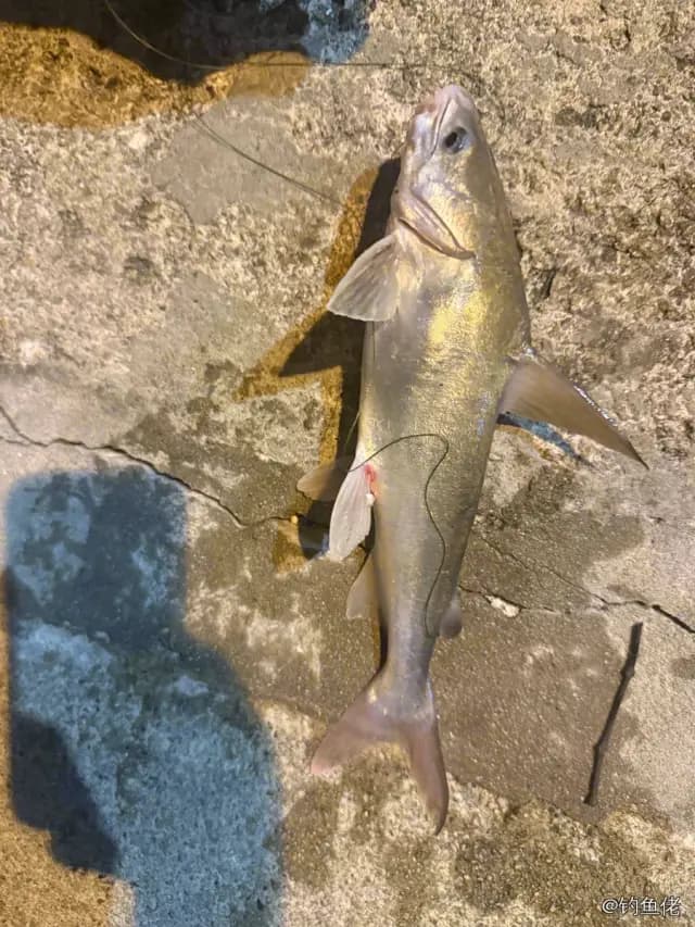 丝鳍海鲇钓获 香港特别行政区 0.1kg
