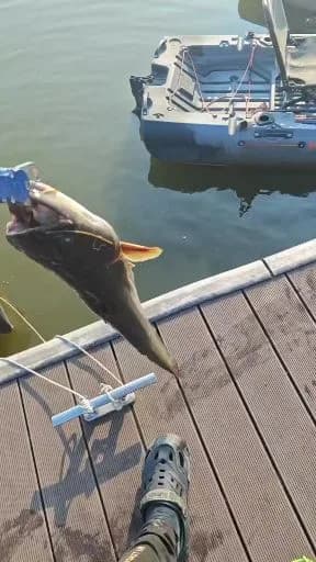 丝鳍海鲇钓获 沈阳市 0.1kg