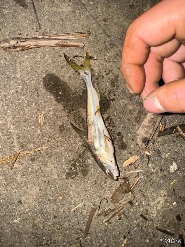 丝鳍海鲇钓获 中山市 0.2kg