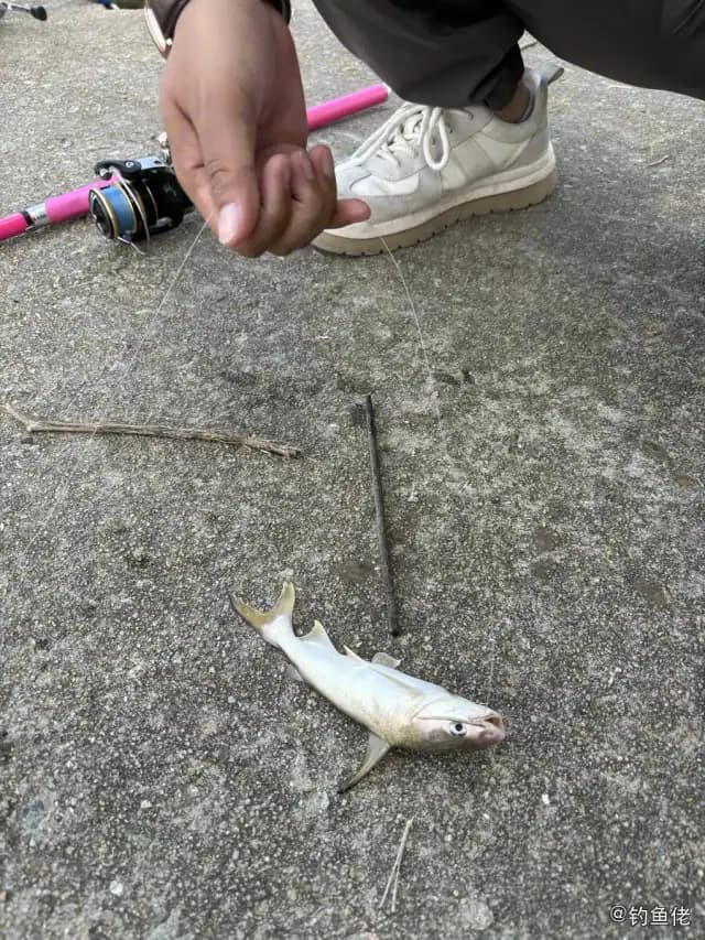 丝鳍海鲇钓获 珠海市 0.05kg