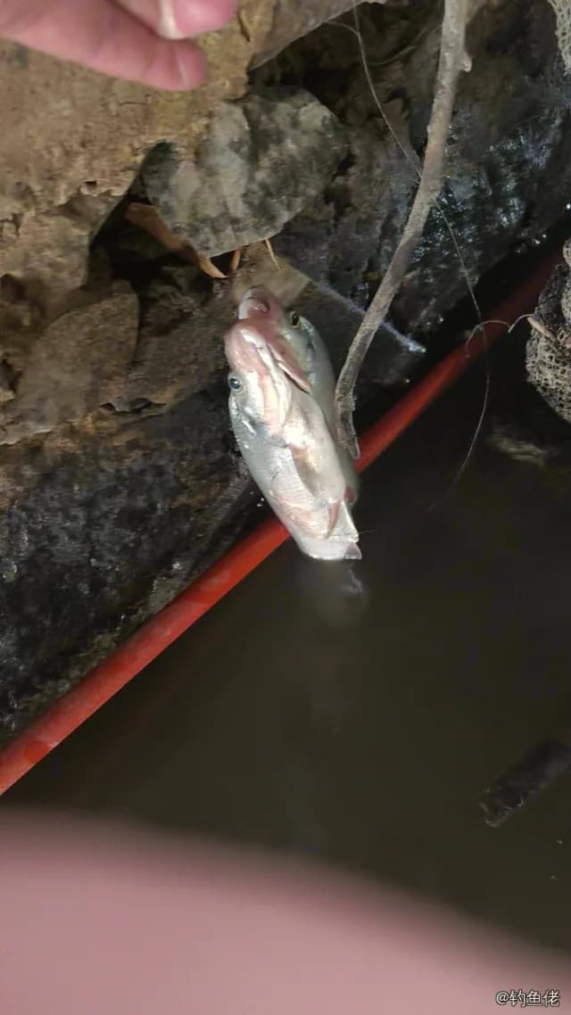 丝鳍海鲇钓获 温州市 0.1kg