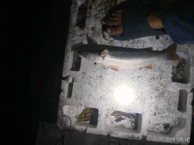鮻鱼钓获 唐山市 1.9kg