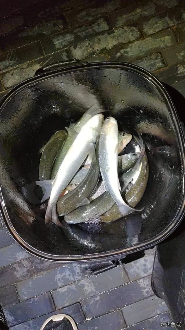 鮻鱼钓获 珠海市 4.2kg